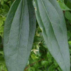 Bosrank, Groenblijvend (Clematis Armandii) -Tuin Vormen Verkoopwinkel 20120211132337 5