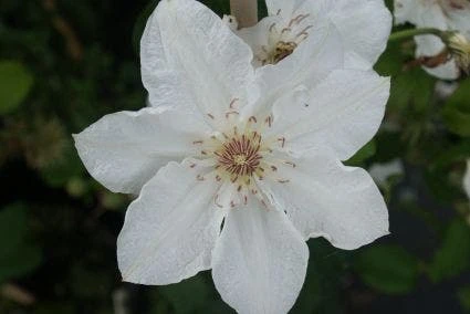 Bosrank (Clematis 'Destiny') 4 Bosrank (Clematis 'Destiny') - Afbeelding 2