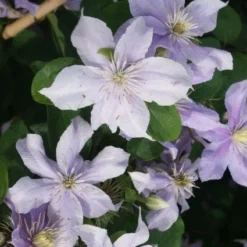 Bosrank (Clematis 'Justa') 12 Bosrank (Clematis 'Justa') -Tuin Vormen Verkoopwinkel 20120211142234 1