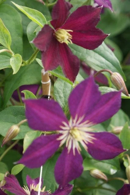 Bosrank (Clematis 'Mikelite') 3 Bosrank (Clematis 'Mikelite')
