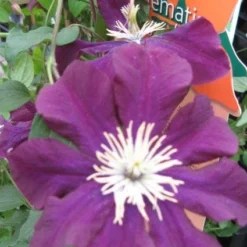 Bosrank (Clematis Viticella) 9 Bosrank (Clematis Viticella) -Tuin Vormen Verkoopwinkel 20120211151041 1