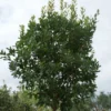 Aardbeiboom (Arbutus Unedo) -Tuin Vormen Verkoopwinkel 20120213154447 4
