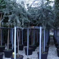 Tuin Vormen Verkoopwinkel 22 Treursierpeer (Pyrus Salicifolia 'Pendula')