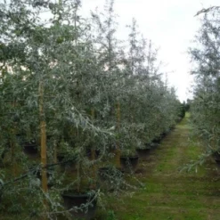 Sierpeer Als Struik (Pyrus Salicifolia 'Pendula') -Tuin Vormen Verkoopwinkel 20120213155559 6
