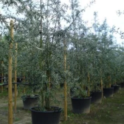 Sierpeer Als Struik (Pyrus Salicifolia 'Pendula') -Tuin Vormen Verkoopwinkel 20120213155637 6