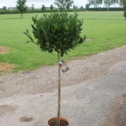 Echte Laurier Op Stam (Laurus Nobilis) -Tuin Vormen Verkoopwinkel 20120213163018 4