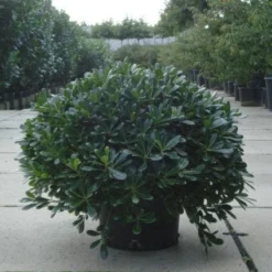 Australische Laurier (Pittosporum Tobira 'Nanum') -Tuin Vormen Verkoopwinkel 20120213163910 8