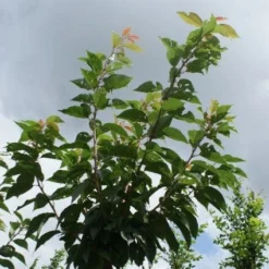 Japanse Sierkers (Prunus Serrulata 'Kanzan') -Tuin Vormen Verkoopwinkel 20120214142932 16