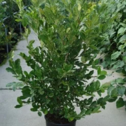 Stermagnolia (Magnolia Stellata) -Tuin Vormen Verkoopwinkel 20120214143817 13