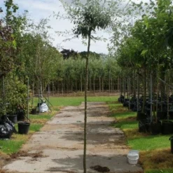 Treursierpeer (Pyrus Salicifolia 'Pendula') 22 Treursierpeer (Pyrus Salicifolia 'Pendula') -Tuin Vormen Verkoopwinkel 20120214143823 9