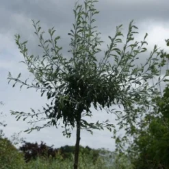 Treursierpeer (Pyrus Salicifolia 'Pendula') 23 Treursierpeer (Pyrus Salicifolia 'Pendula') -Tuin Vormen Verkoopwinkel 20120214143843 9