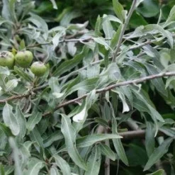 Sierpeer Als Struik (Pyrus Salicifolia 'Pendula')