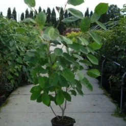 Beverboom (Magnolia Sieboldii) 10 Beverboom (Magnolia Sieboldii) -Tuin Vormen Verkoopwinkel 20120214144004 8