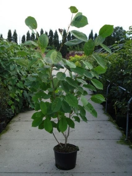 Beverboom (Magnolia Sieboldii) 6 Beverboom (Magnolia Sieboldii) - Afbeelding 4