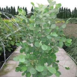 Beverboom (Magnolia Sieboldii) 9 Beverboom (Magnolia Sieboldii) -Tuin Vormen Verkoopwinkel 20120214144026 8