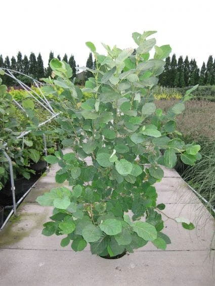 Beverboom (Magnolia Sieboldii) 5 Beverboom (Magnolia Sieboldii) - Afbeelding 3