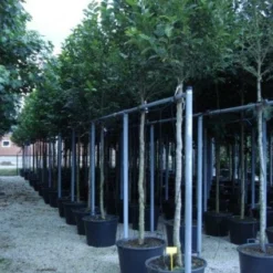 Beverboom (Magnolia Kobus) -Tuin Vormen Verkoopwinkel 20120214144339 19