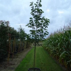 Beverboom (Magnolia 'Yellow River') -Tuin Vormen Verkoopwinkel 20120214144525 2