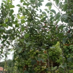 Sierappel (Malus 'Golden Hornet') -Tuin Vormen Verkoopwinkel 20120214155108 12