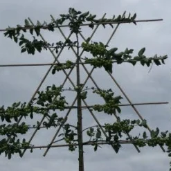 Sierappel Als Leiboom (Malus 'Evereste') -Tuin Vormen Verkoopwinkel 20120214155851 8