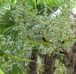 Winterharde Palm (Trachycarpus Fortunei) 12 Winterharde Palm (Trachycarpus Fortunei) -Tuin Vormen Verkoopwinkel 20120214160104 14