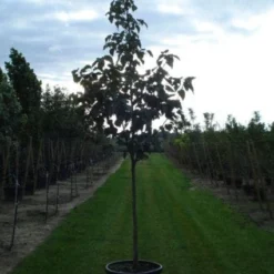 Zakdoekjesboom (Davidia Involucrata) 10 Zakdoekjesboom (Davidia Involucrata) -Tuin Vormen Verkoopwinkel 20120217140527 5