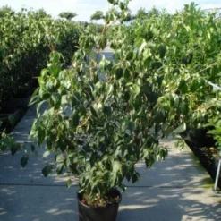 Japanse Kornoelje (Cornus Kousa) -Tuin Vormen Verkoopwinkel 20120218102230 60 12