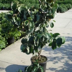 Amerikaanse Kornoelje (Cornus Florida 'Rubra') 14 Amerikaanse Kornoelje (Cornus Florida 'Rubra') -Tuin Vormen Verkoopwinkel 20120218102305 7