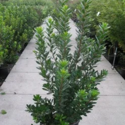 Aardbeiboom Als Struik (Arbutus Unedo) -Tuin Vormen Verkoopwinkel 20120218111141 7