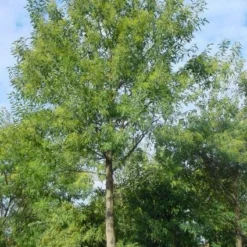 Mimosa Als Boom (Acacia Dealbata) -Tuin Vormen Verkoopwinkel 20120219160954 6