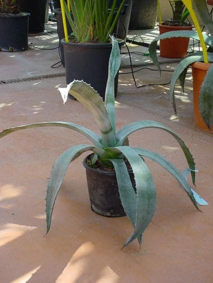 Agave (Agave Americana) 7 Agave (Agave Americana) - Afbeelding 5