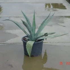 Agave (Agave Americana) 12 Agave (Agave Americana) -Tuin Vormen Verkoopwinkel 20120220095820 3