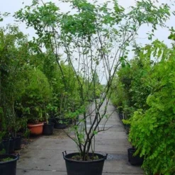 Krentenboom Als Struik (Amelanchier Lamarckii) -Tuin Vormen Verkoopwinkel 20120220100746 13