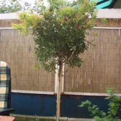 Lampepoetserplant Op Stam (Callistemon Laevis ) -Tuin Vormen Verkoopwinkel 20120220111108 1