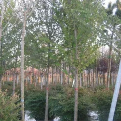 Judasboom (Cercis Siliquastrum) -Tuin Vormen Verkoopwinkel 20120220144824 10