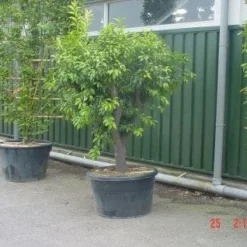 Kumquat (Citrus Kumquat) -Tuin Vormen Verkoopwinkel 20120220145934 7