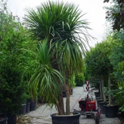 Cordyline (Cordyline Australis) -Tuin Vormen Verkoopwinkel 20120220150047 8