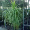 Cordyline (Cordyline Australis) 1 Cordyline (Cordyline Australis) -Tuin Vormen Verkoopwinkel 20120220150255 8