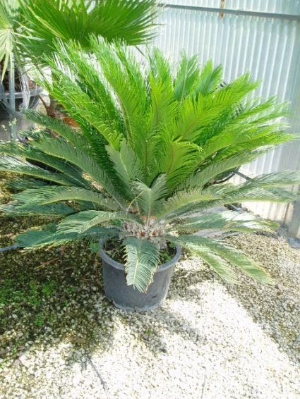 Cycaspalm (Cycas Revoluta) 4 Cycaspalm (Cycas Revoluta) - Afbeelding 2