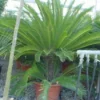 Cycaspalm (Cycas Revoluta) -Tuin Vormen Verkoopwinkel 20120220154616 5