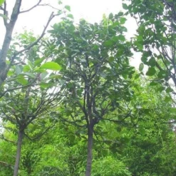 Kweepeer (Cydonia Oblonga) 9 Kweepeer (Cydonia Oblonga) -Tuin Vormen Verkoopwinkel 20120220154724 2 1