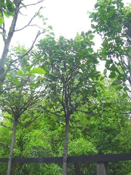 Kweepeer (Cydonia Oblonga) 4 Kweepeer (Cydonia Oblonga) - Image 2