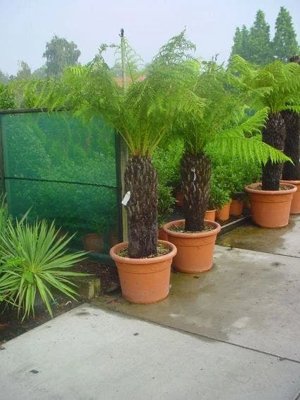 Grote Boomvaren (Dicksonia Antarctica) 4 Grote Boomvaren (Dicksonia Antarctica) - Afbeelding 2