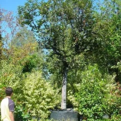 Kaki (Diospyros Kaki) -Tuin Vormen Verkoopwinkel 20120220155112 8