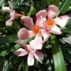 Roze Oleander (Nerium Oleander) -Tuin Vormen Verkoopwinkel 20120225093131 8