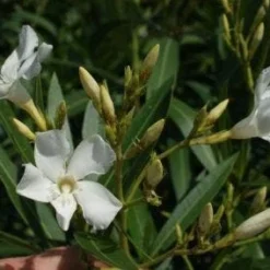 Oleander Als Leivorm (Nerium Oleander) 8 Oleander Als Leivorm (Nerium Oleander) -Tuin Vormen Verkoopwinkel 20120225093249 1