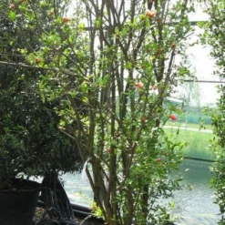 Granaatappel Als Struik (Punica Granatum) -Tuin Vormen Verkoopwinkel 20120821153129 7