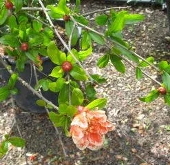 Granaatappel Als Struik (Punica Granatum) -Tuin Vormen Verkoopwinkel 20120821153145 7