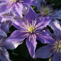 Bosrank (Clematis 'Justa') 13 Bosrank (Clematis 'Justa') -Tuin Vormen Verkoopwinkel 20120919134614 1