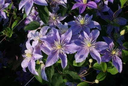 Bosrank (Clematis 'Justa') 4 Bosrank (Clematis 'Justa') - Afbeelding 2